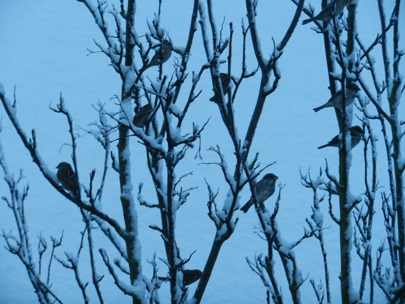 Many birds on a tree
