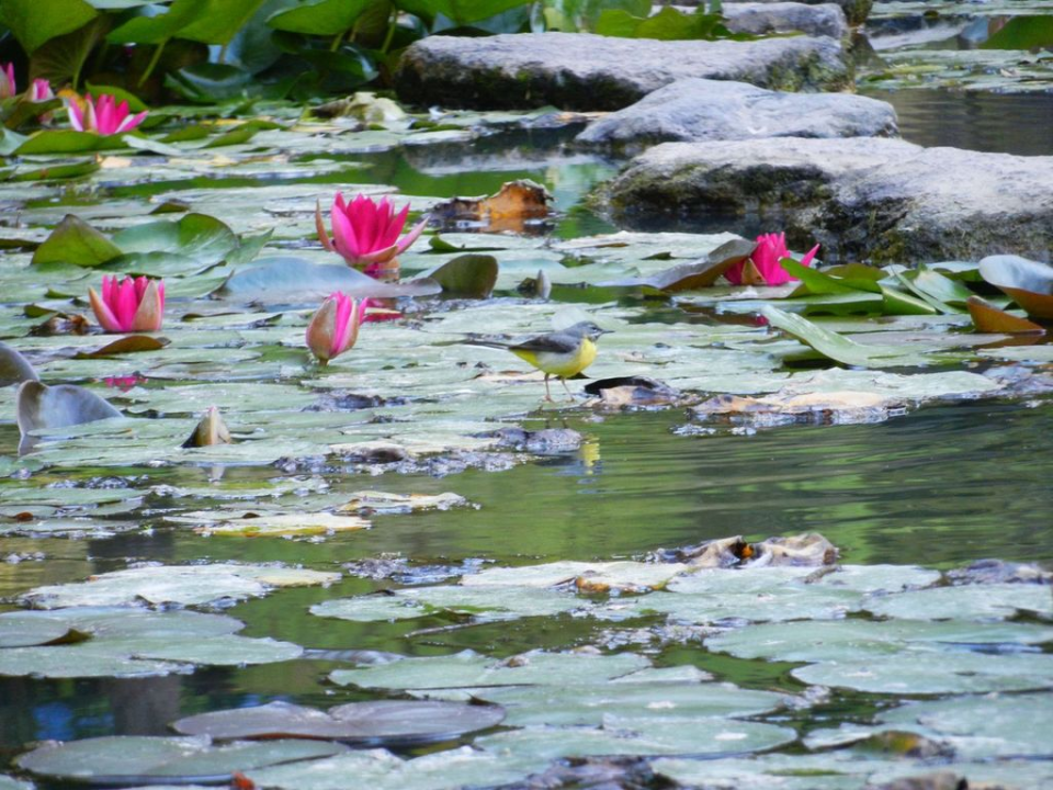 ... and water lilys ... and more birds everywhere