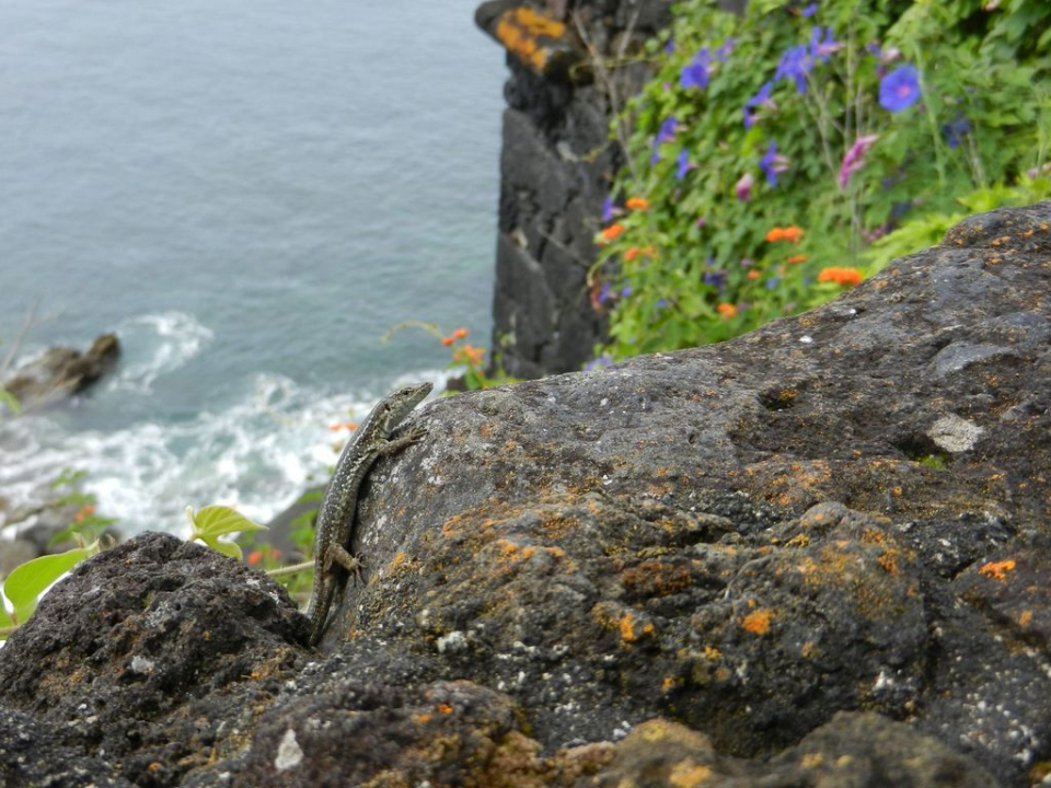 Did I mention I like lizards? There where lots in the walls and fences built from volcanic rocks