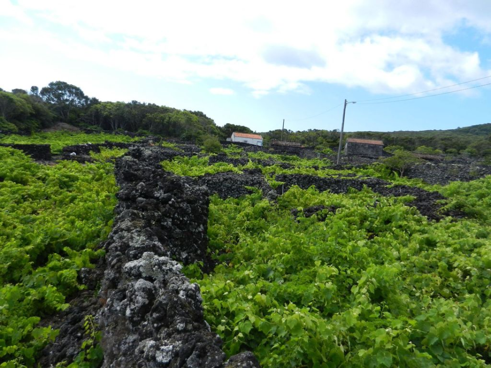 A common view on this island. Wine grows between walls of black volcanic rock