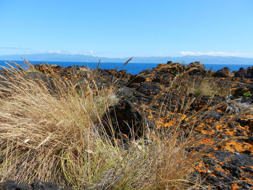 There is not much vegetation near the sea, apart fromm a bit of grass and lichen every now and then