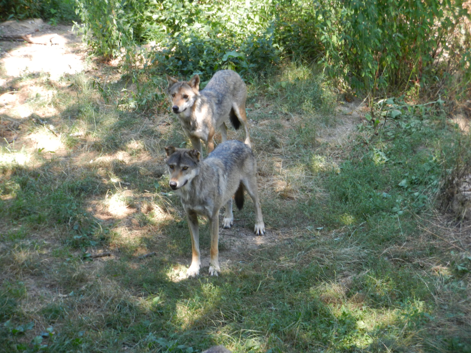 ... and wolves, whose feeding time we caught. Chicken was on the menu and the alpha ate most of it.