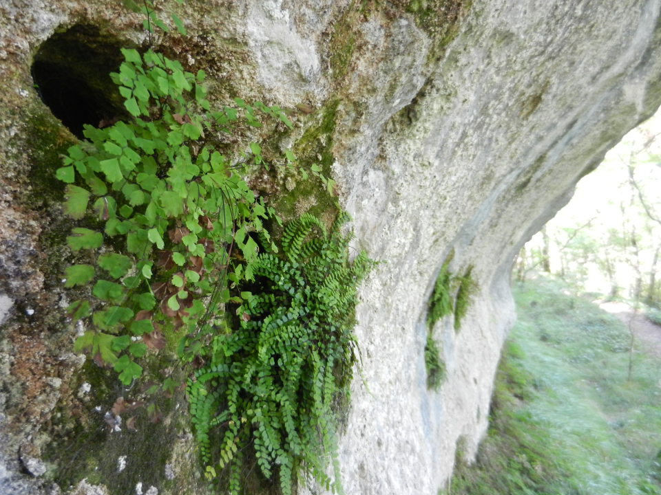 As soon as there are some holes in the rocks, plants grow from them.